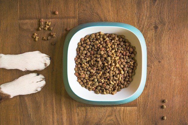 Alimento hipoalergénico para perros: cuándo usarlo y cuáles elegir