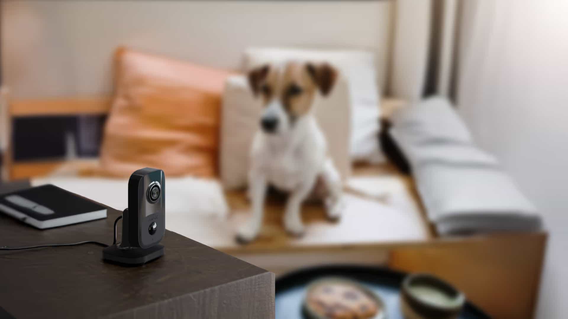 Cámaras para vigilar a tu perro cuando estás fuera de casa