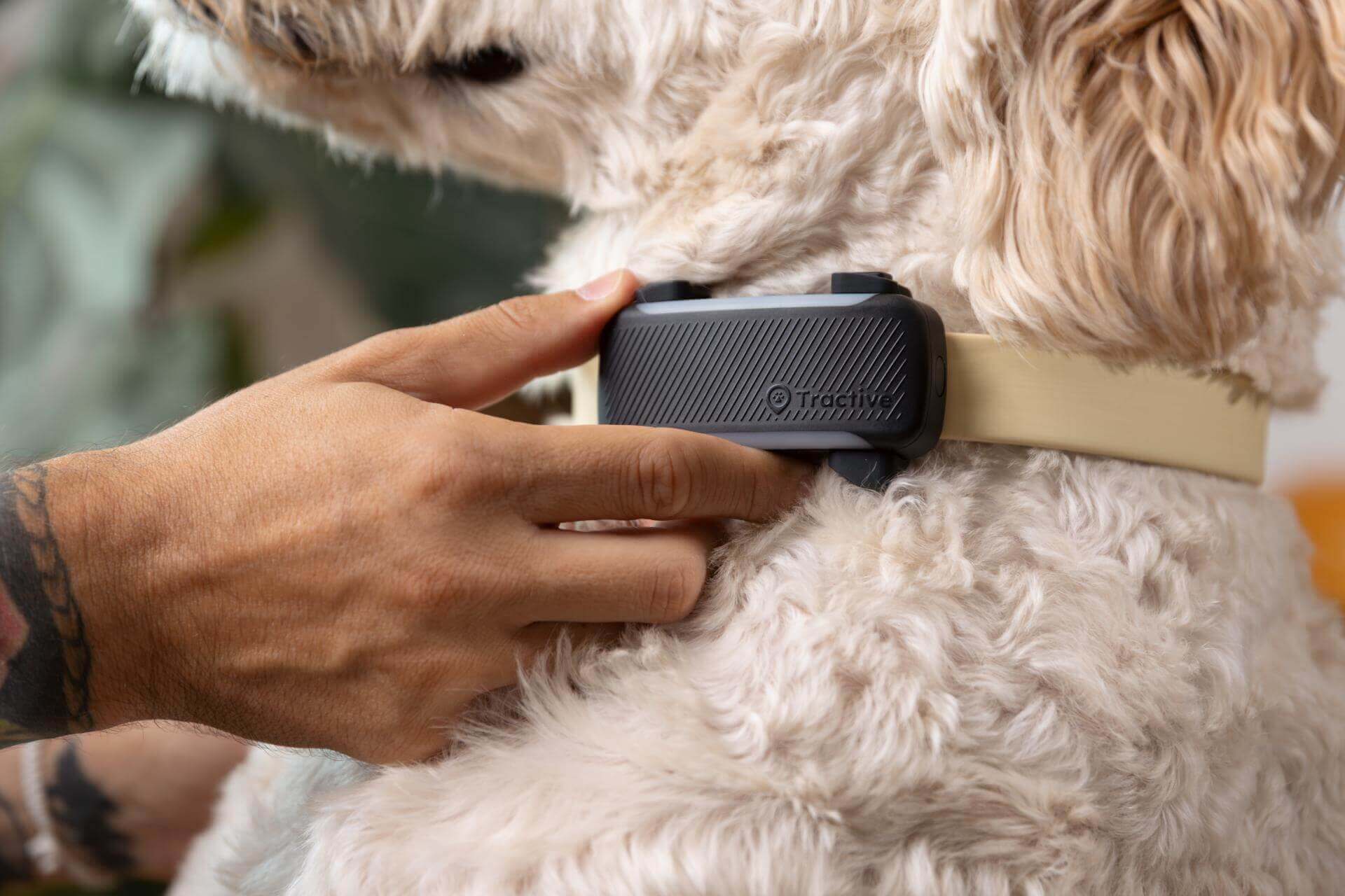 Collares GPS para perros: comparativa de los mejores modelos