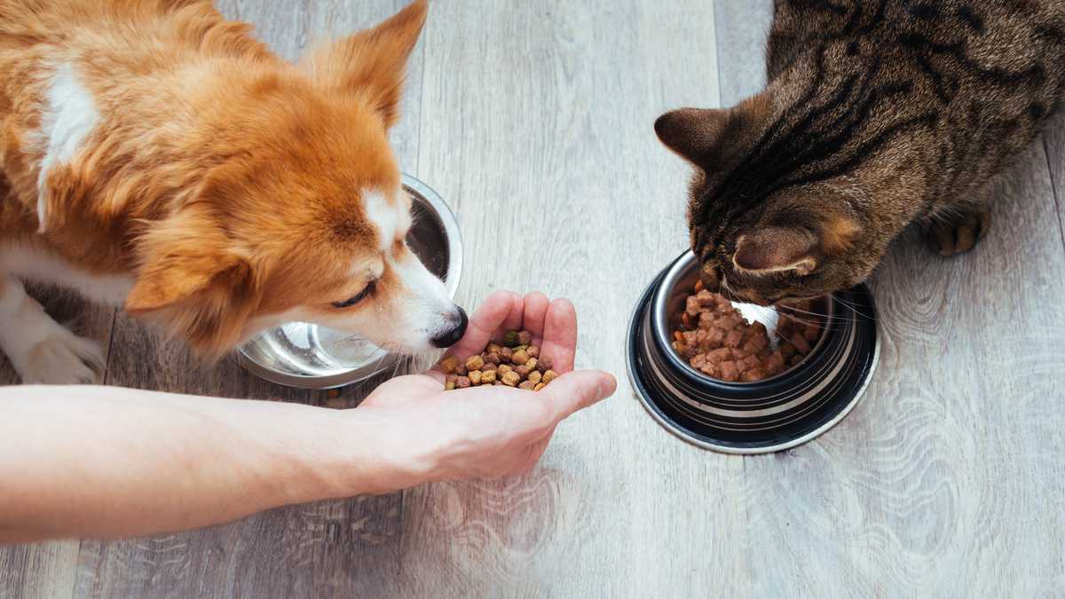 Comida veterinaria para perros con problemas digestivos