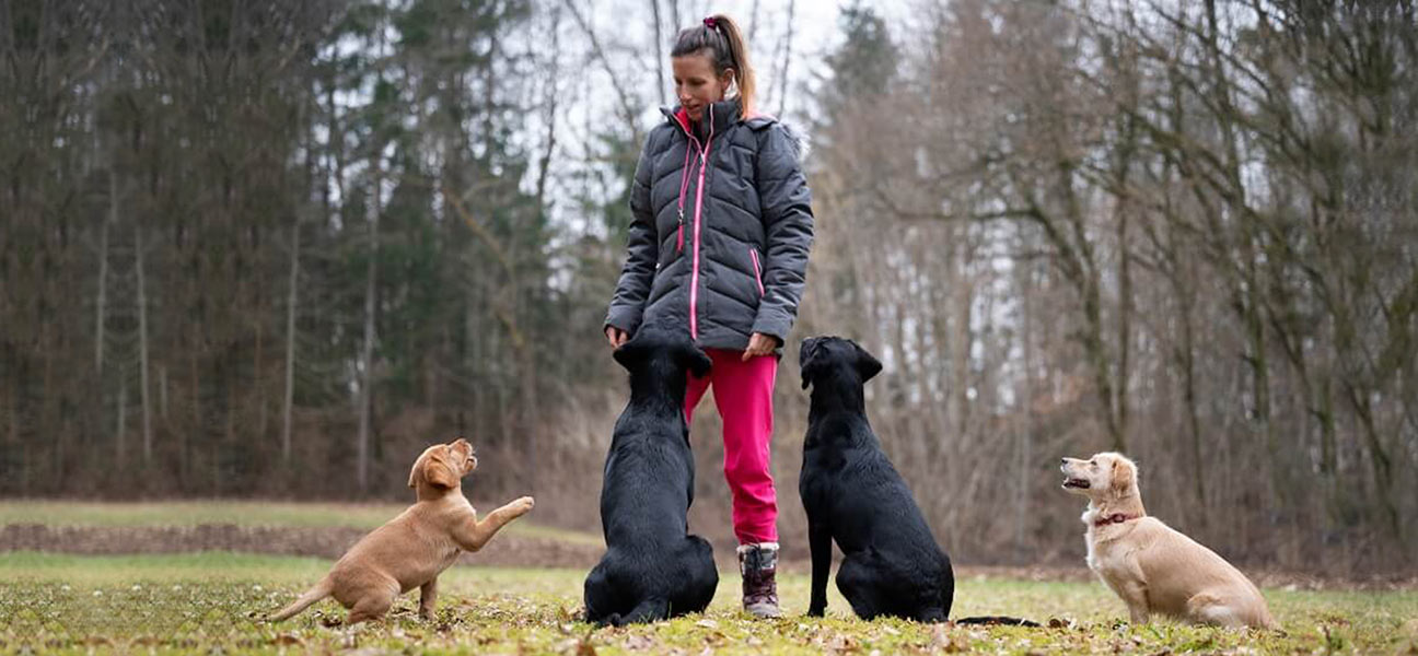 Los mejores adiestradores caninos profesionales en Argentina