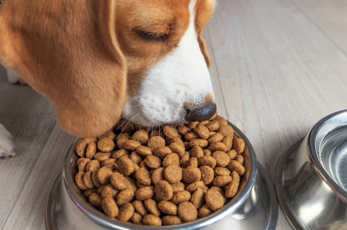 Cómo elegir el mejor alimento premium para perros según edad y raza